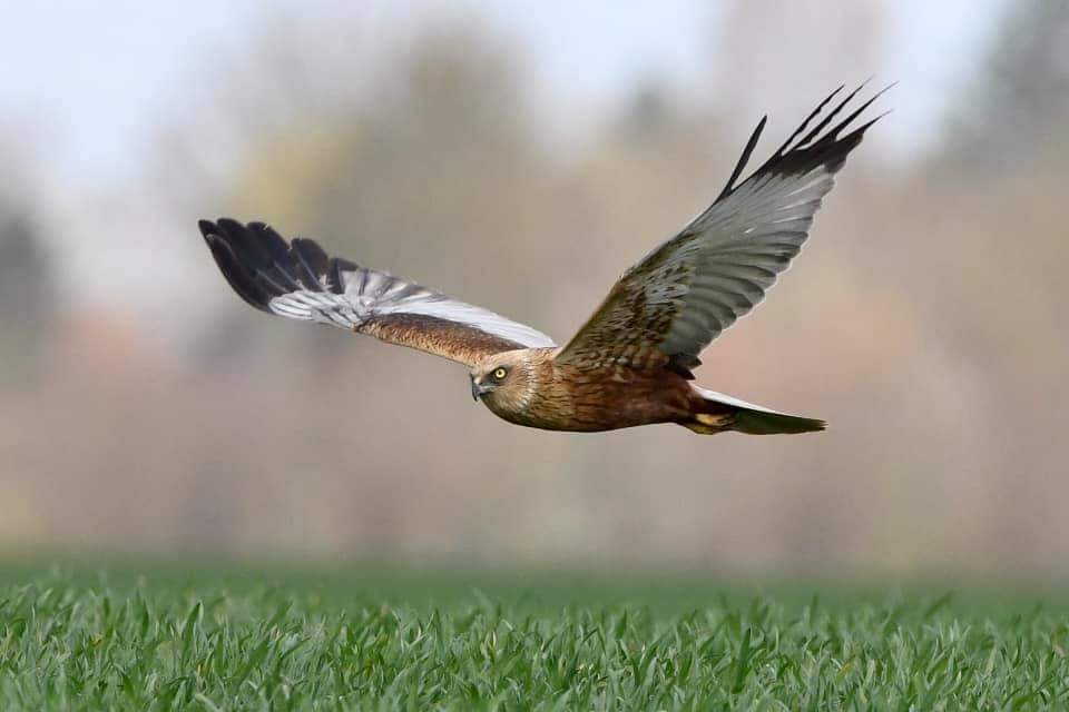 Les oiseaux de la réserve ornithologique